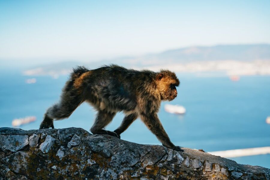 From Malaga and Costa del Sol: Gibraltar Tour - Free time in Gibraltar: what to do with your hours