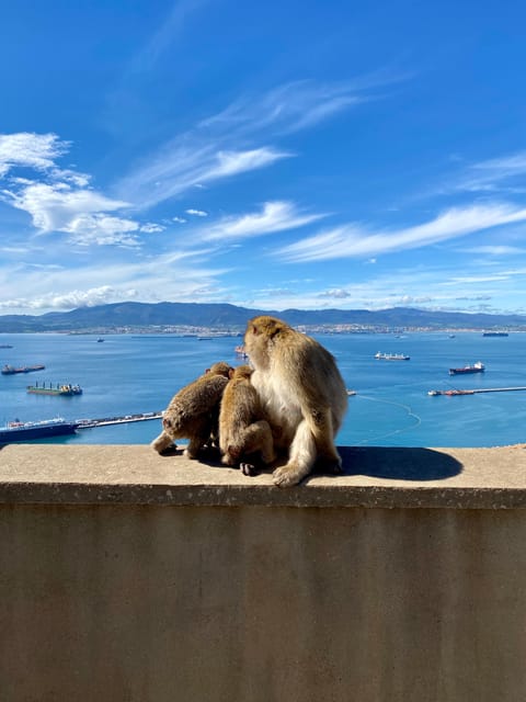 From Malaga: Day Trip to Gibraltar - Key things to know before you go