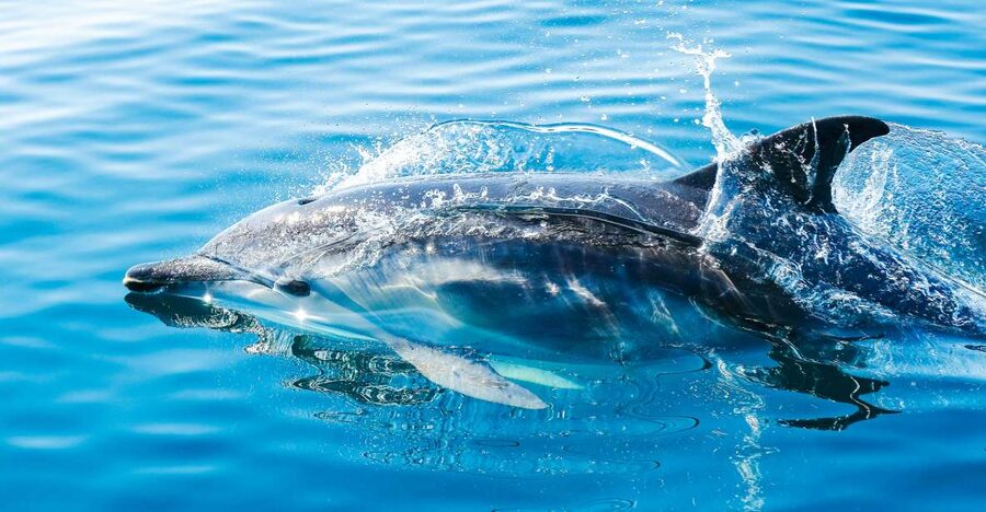From Malaga: Day trip to Gibraltar and Dolphin Boat Tour - From Malaga to Gibraltar by coach: the comfort that matters