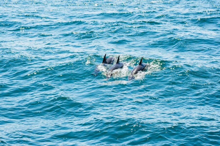 From Malaga: Day trip to Gibraltar and Dolphin Boat Tour - The port and the dolphin boat: what the cruise actually is