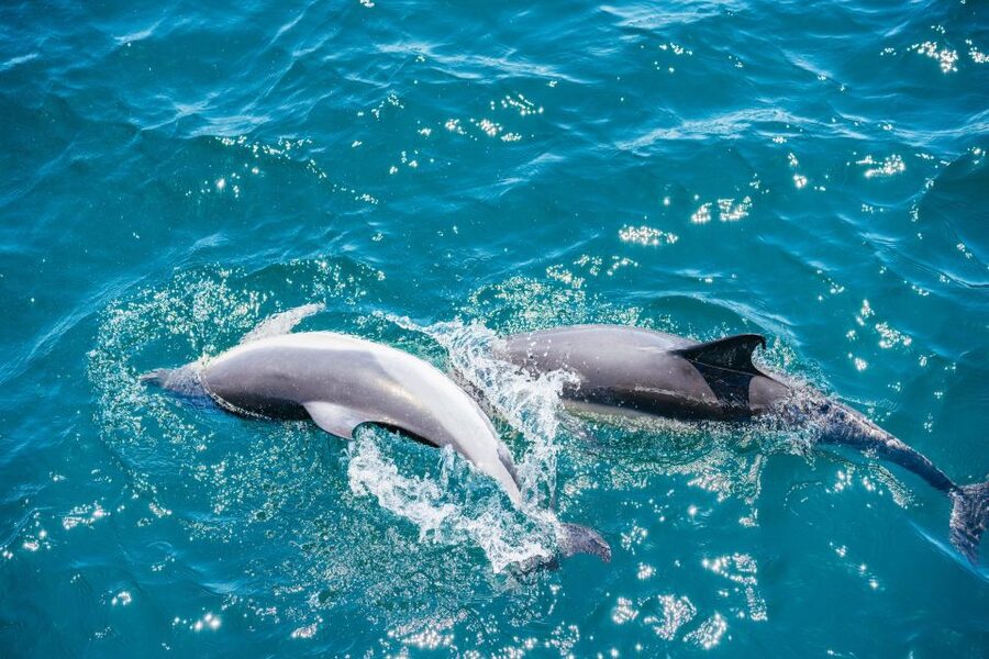From Malaga: Day trip to Gibraltar and Dolphin Boat Tour - Guides, pacing, and what good organization looks like