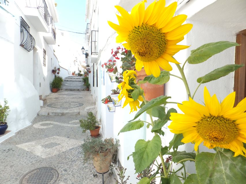 From Málaga: Frigiliana Hiking Tour with Wine & Appetizers - Avocado plantations and Arab irrigation canals: the walking story