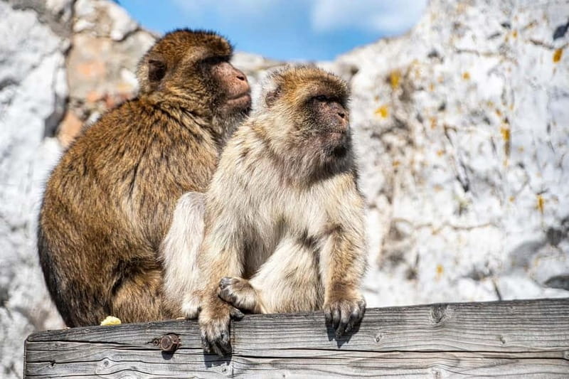 From Málaga: Gibraltar Day Trip - From Malaga to Gibraltar, the rhythm of the day