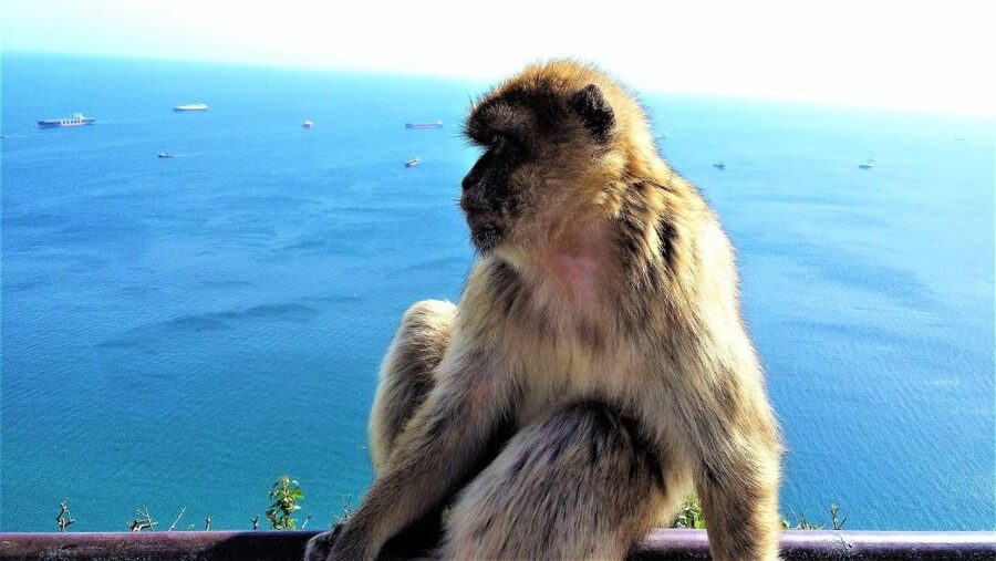From Málaga or Marbella: Private Gibraltar Tour - Key Things That Make This Gibraltar Day Work