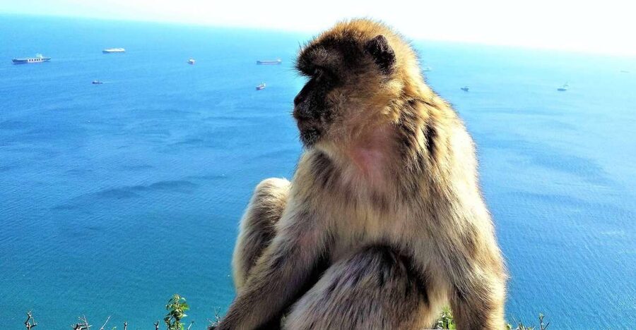 From Málaga or Marbella: Private Gibraltar Tour - Crossing the Border from Spain into Gibraltar, the Easy Way