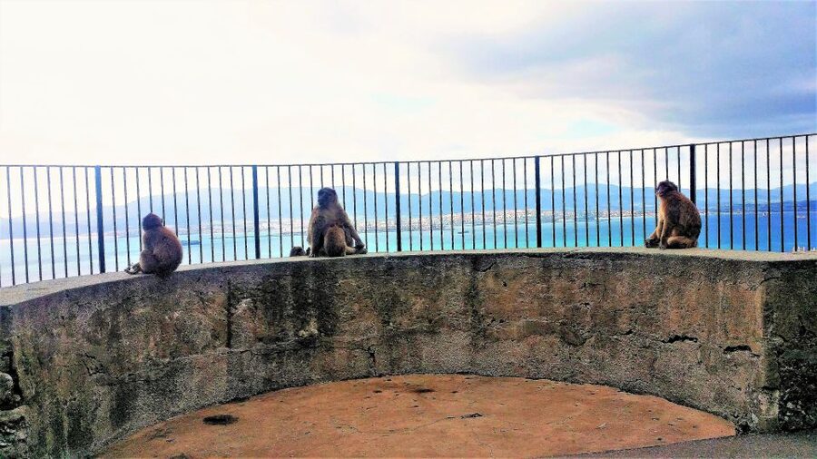From Málaga or Marbella: Private Gibraltar Tour - Price and Value for a $483 Per Person Private Tour
