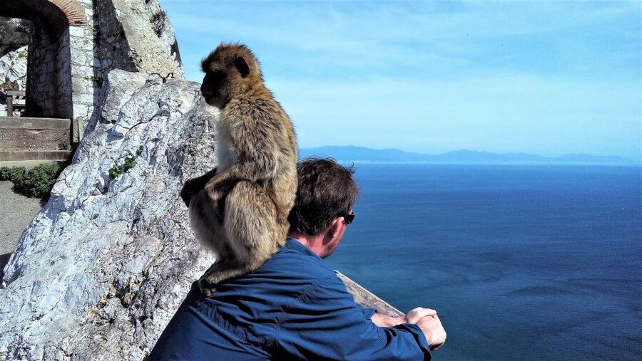 From Málaga or Marbella: Private Gibraltar Tour - Rock of Gibraltar Nature Reserve: the Guided Part You Want