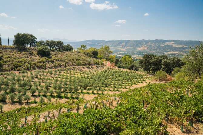 From Malaga: Ronda, Wine & Olive Oil Tasting Premium Small Group - A premium small-group day: how it feels in real life