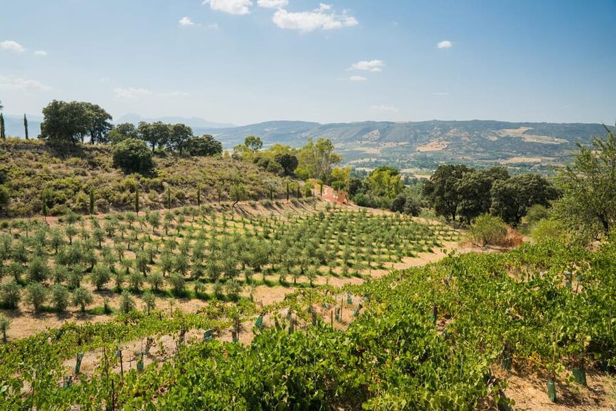 From Málaga: Ronda, Wine & Olive Oil Tasting Small Group - Small group comfort: the van feel and the guide attention