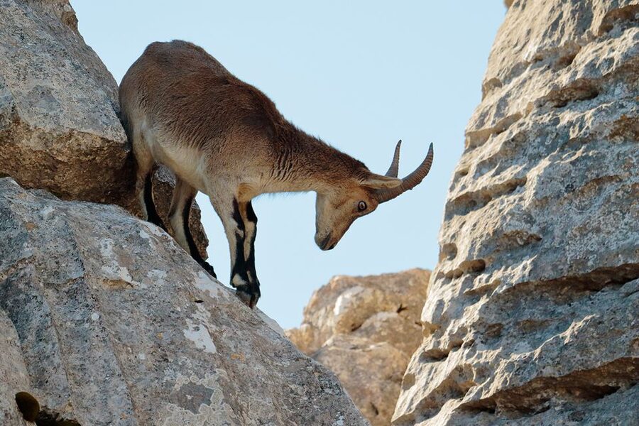 From Malaga: Torcal de Antequera Hiking Tour - Getting there: the mini-van start and easy meeting point