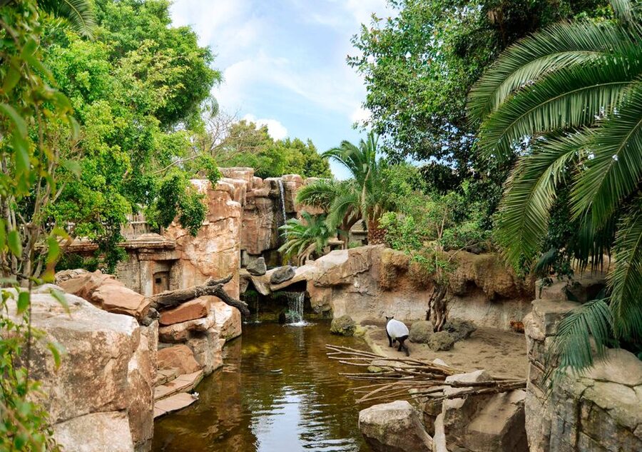 Fuengirola: Bioparc Entrance Ticket - Key Points You’ll Care About at Bioparc Fuengirola