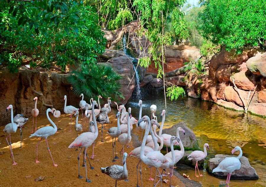Fuengirola: Bioparc Entrance Ticket - The Madagascar Lemur Walk-Through Wait