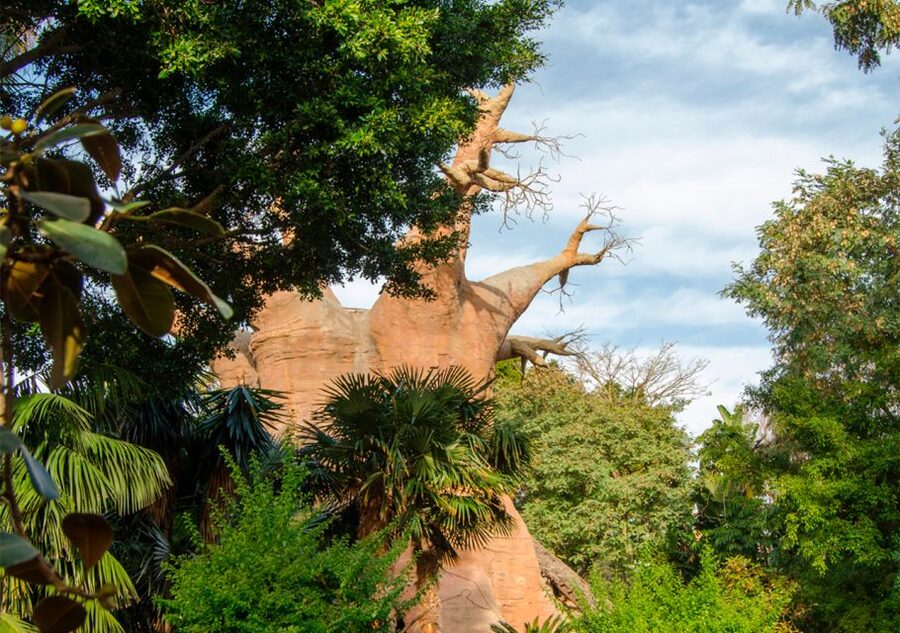 Fuengirola: Bioparc Entrance Ticket - Food, Drinks, and What to Expect From the On-Site Spots