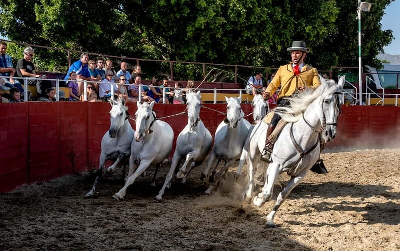 Fuengirola: Spanish Horse Show with Optional Dinner/Flamenco - Dinner at 19:45: paella in a family-style setting