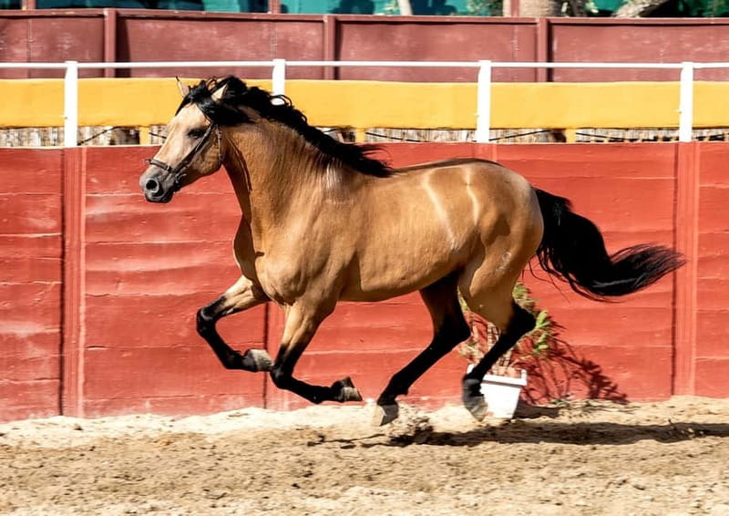 Fuengirola: Spanish Horse Show with Optional Dinner/Flamenco - Bus service and timing: don’t trust vibes, check your stop