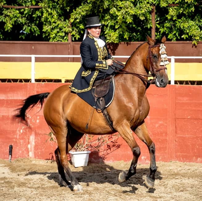 Fuengirola: Spanish Horse Show with Optional Dinner/Flamenco - Seats, shade, and comfort hacks that actually help