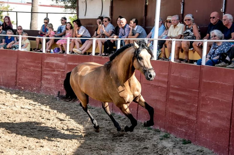 Fuengirola: Spanish Horse Show with Optional Dinner/Flamenco - Choosing your option: Full exp gets the whole Spanish night