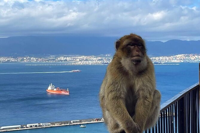 Gibraltar Private Daytrip From Malaga - A Private Gibraltar Day Trip That Actually Feels Efficient