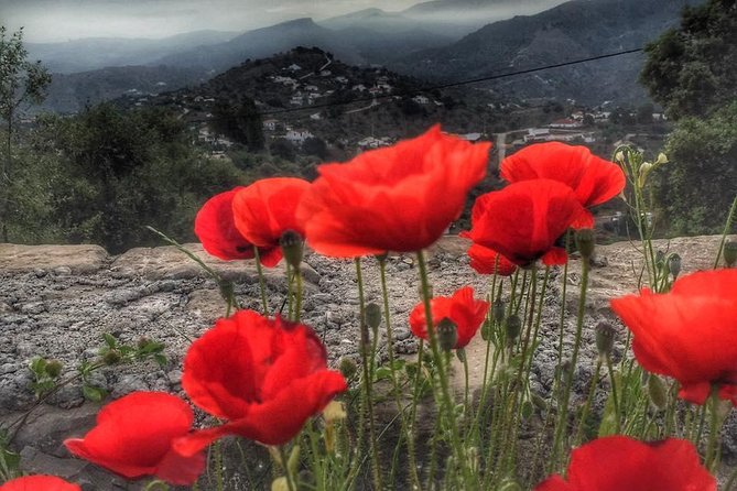 Gourmet Cooking Class & Culture in the rural Montes de Malaga. - Lunch on the terrace: the slow part you should protect