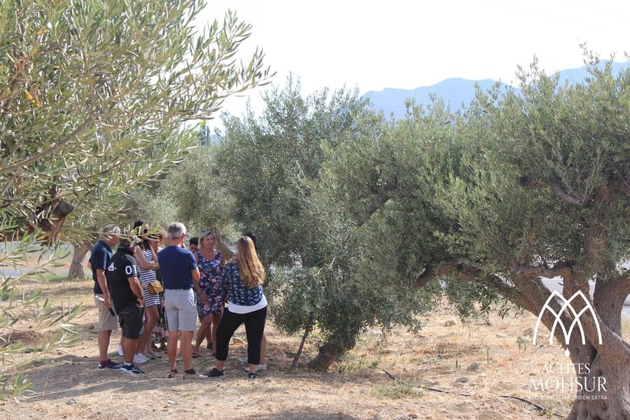 Guided tour and oil tasting at the Aceites Molisur factory - The olive oil museum and a mill that is actually running
