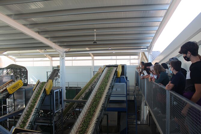 Guided tour and olive oil tasting in Alhaurin el Grande (Málaga) - Who this tour suits best, and who should think twice