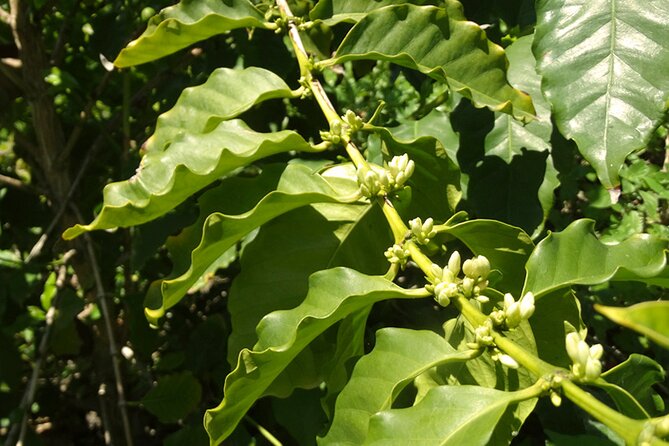Guided Tour to the only coffee farm in Europe - The La Herradura Walk: Coffee, Tropical Fruit, and a Biodiversity Lesson