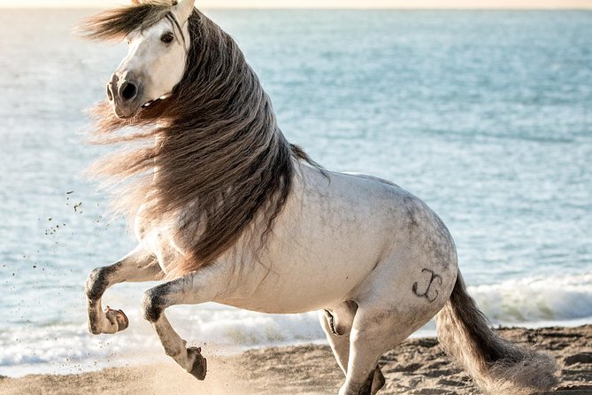 Horse and Flamenco Show in Malaga - Price and value: is $41.03 a fair deal?