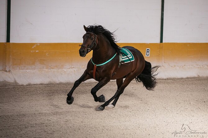 Horse and Flamenco Show in Malaga with Dinner - Dinner in Andalusian style: what you get and what to expect
