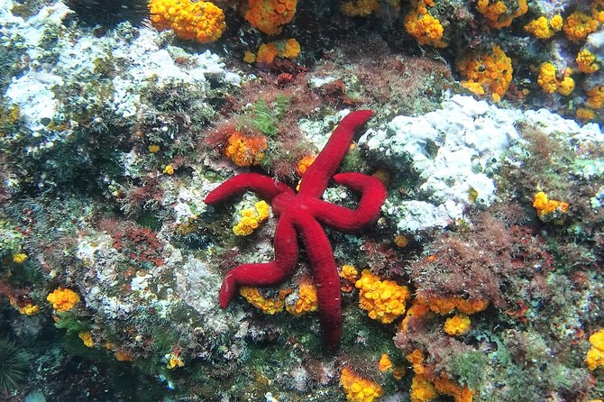 Kayak & Snorkel Tour in Cerro Gordo Natural Park, La Herradura - Timing, Pace, and What 2.5 Hours Feels Like on the Water