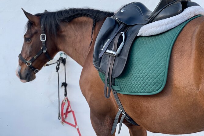 Malaga - guided horseback riding - English availability: what can happen on the day