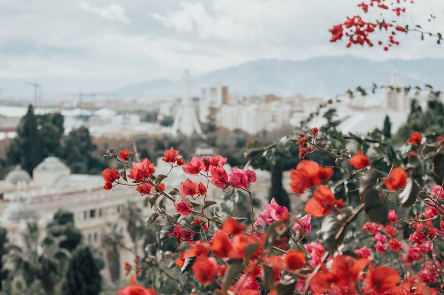 Málaga: Highlights, Old Town & Viewpoint Walking Tour - Plaza del Obispo to Málaga Cathedral: where the city’s power shows