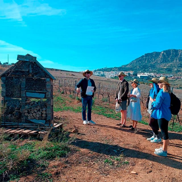 Malaga: White Village, Vineyard, and Wine Tasting Wine Tour - Key things that make this tour worth your time