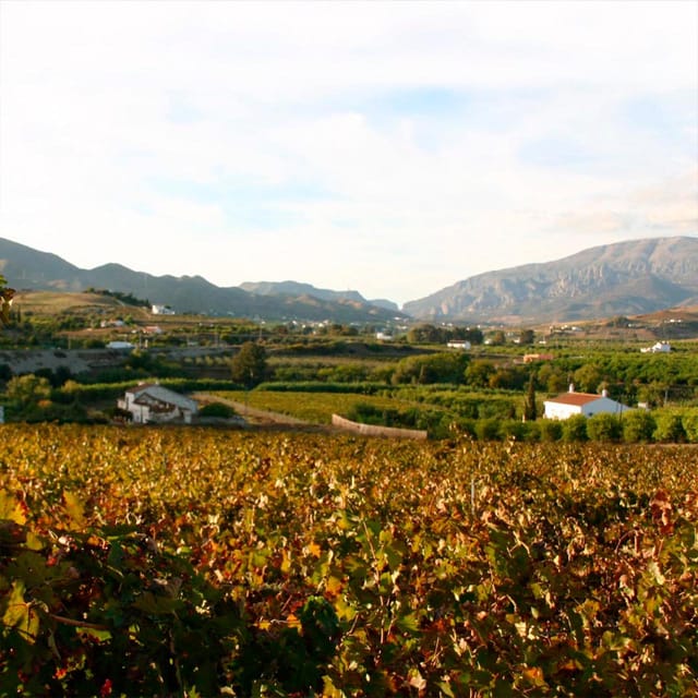 Malaga: White Village, Vineyard, and Wine Tasting Wine Tour - Meeting Up in Málaga, Then Rolling Toward Álora