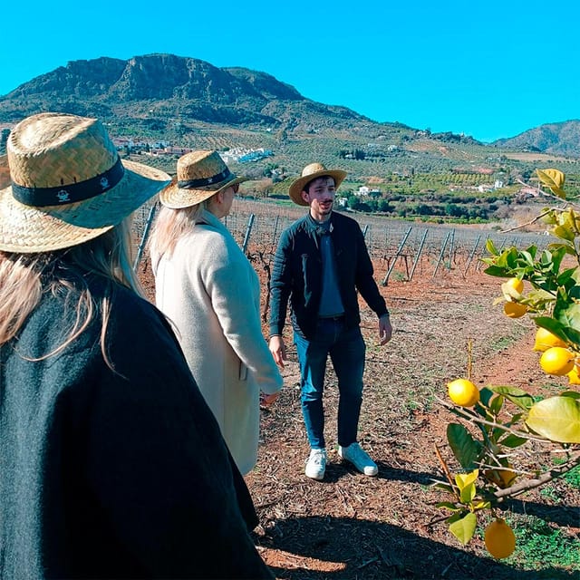 Malaga: White Village, Vineyard, and Wine Tasting Wine Tour - Bodegas Pérez Hidalgo: Four Wines, Tapas, and the Included Meal