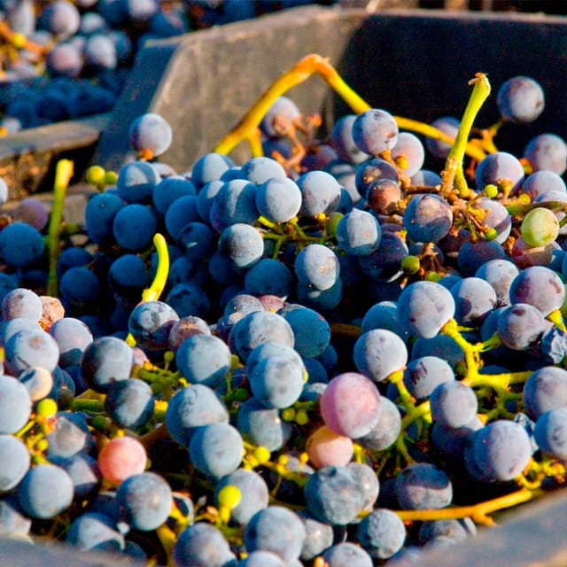 Malaga: White Village, Vineyard, and Wine Tasting Wine Tour - Who Should Consider Another Option