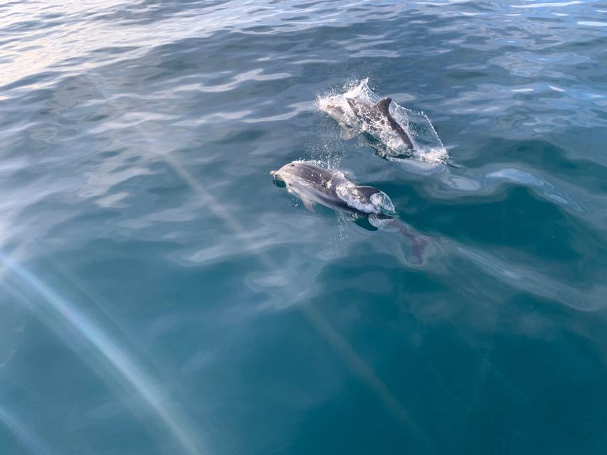 Marbella: Sailing & Dolphin Watching with Snacks and Drinks - Price and value: why $71 can feel fair