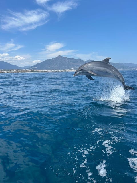 Marbella: Sailing & Dolphin Watching with Snacks and Drinks - Puerto Banús boarding: Pier 4 and a smooth start