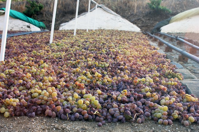 Muscat Raisin Route - Small group with lunch included - Key reasons this tour works