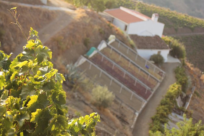 Muscat Raisin Route - Small group with lunch included - Almáchar cortijo: seeing raisin drying the traditional way