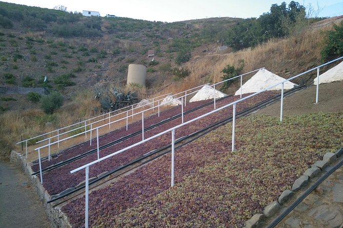 Muscat Raisin Route - Small group with lunch included - Pickup from Torre del Mar to Nerja, then a calm small-group pace