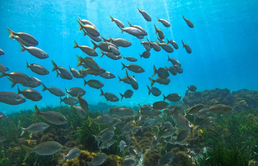 Nerja-Maro: Snorkeling & Sea Scooter Speedboat Trip - Timing and group size: why the 2 hours works