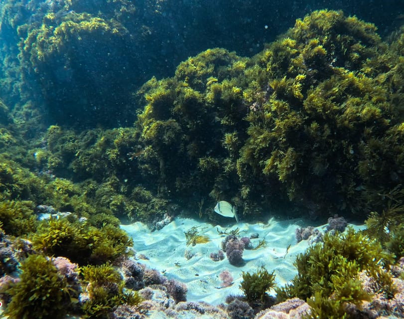 Nerja-Maro: Snorkeling & Sea Scooter Speedboat Trip - Who should book, and who should skip