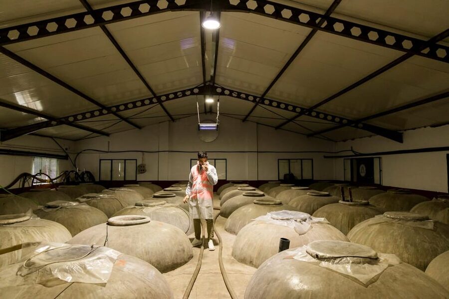 OLIVE OIL & WINE TOUR Organic fields - 5 Wines + 3Olive Oils - Quick highlights from the olive fields to the cooperative