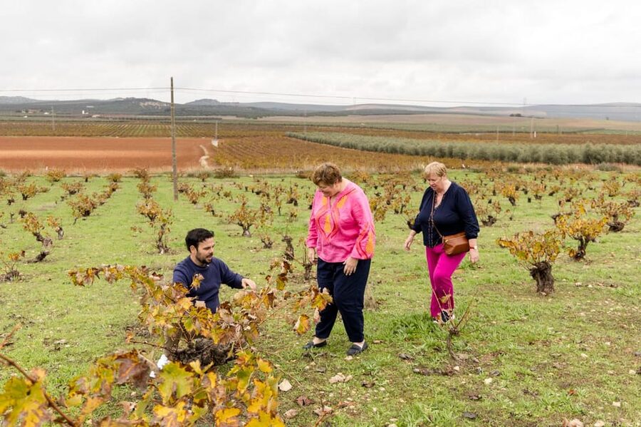 OLIVE OIL & WINE TOUR Organic fields - 5 Wines + 3Olive Oils - Should you book this tour?