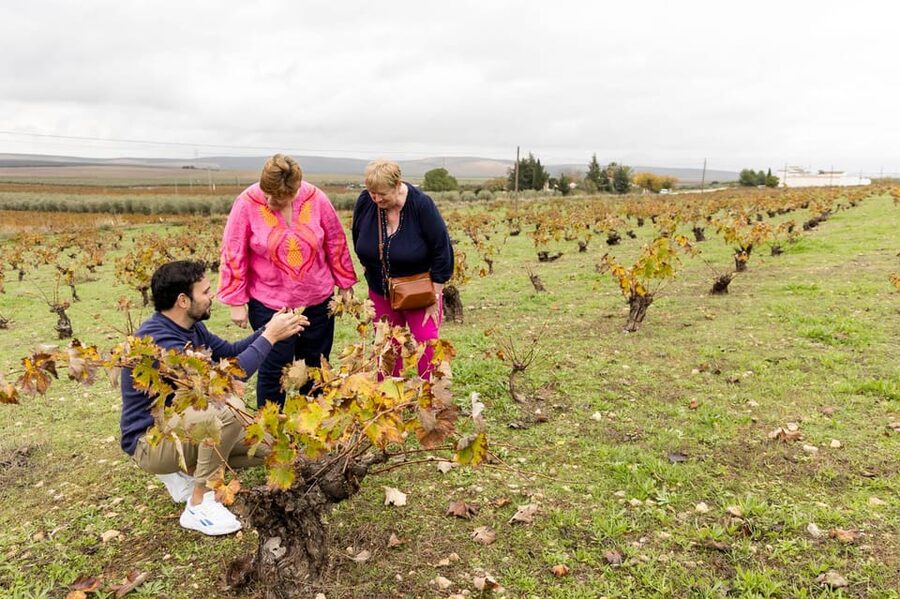 OLIVE OIL & WINE TOUR Organic fields - 5 Wines + 3Olive Oils - From Málaga pickup to Mollina, this stays small and easy