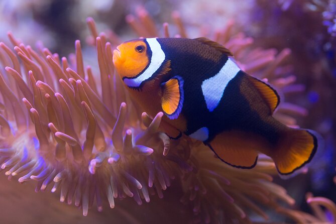 Premium Ticket Sea Life Benalmádena - The main thing to consider before you go