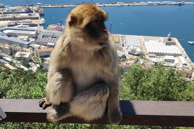 Private Day Tour in Gibraltar and Tangier, Morocco from Malaga - Quick highlights you will feel on the ground