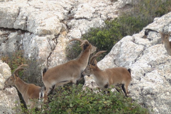 Private Guided Tour to Torcal de Antequera - Meet your guide in Málaga and get set for a 3-hour hike