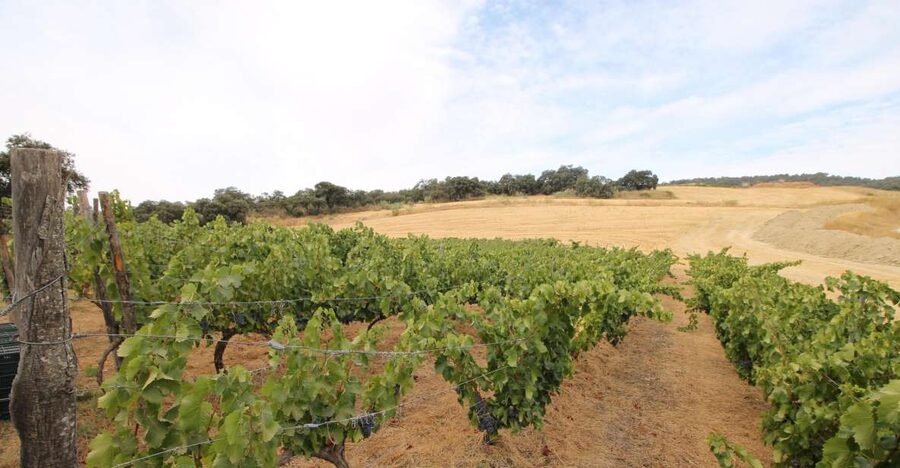 Private Winery Tour and Visit to Ronda - Ronda on Your Own: How to Use About One Hour Well
