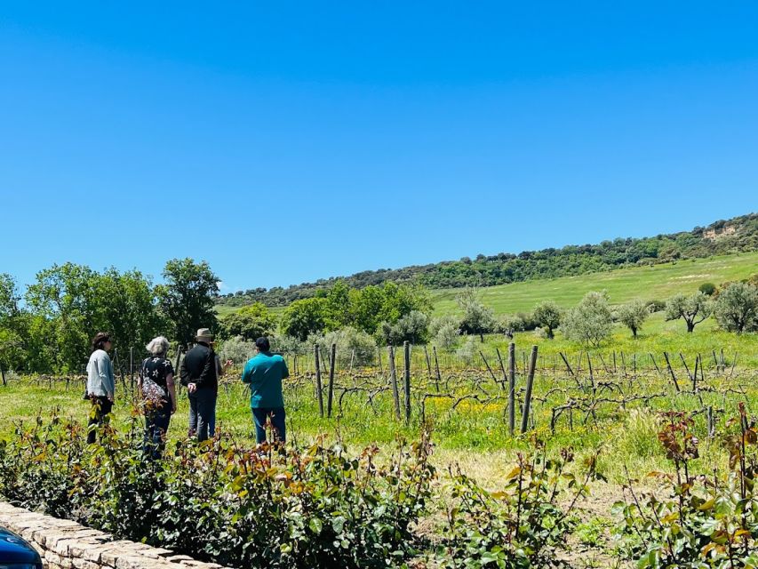 Private Winery Tour and Visit to Ronda - What the Reviews Point Toward: Guide Quality and the Feel of the Day
